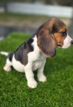 Te koop mooie beagle pups, Dieren en Toebehoren, Honden | Beagles, Bassets en Lopende honden, Beagle, Nederland, CDV (hondenziekte)