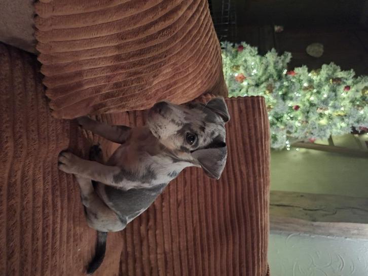 Silver merle Jack Russel teefje puppy, Dieren en Toebehoren, Honden | Jack Russells en Terriërs, Teef, Jack Russell Terriër, Particulier