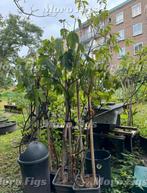 Vijgenboom Verdino uit Italie 2meter hoog 4 jaar oud, Tuin en Terras, Ophalen, Lente, Volle zon, In pot