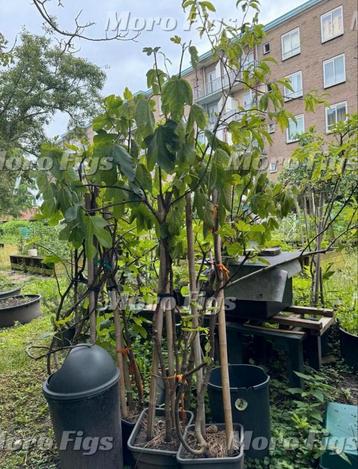 Vijgenboom Verdino uit Italie 2meter hoog 4 jaar oud beschikbaar voor biedingen