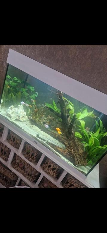 Juwel aquarium 120 liter beschikbaar voor biedingen