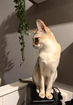 2 zeldzame Singapura katers (7 mnd, gecastreerd, met stamb.), Dieren en Toebehoren, Katten en Kittens | Raskatten | Korthaar, Kater