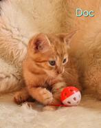 Lieve, aanhankelijke, zindelijke xMaincoon kittens rood 8 wk, Meerdere dieren
