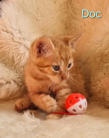 Lieve, aanhankelijke, zindelijke xMaincoon kittens rood 8 wk beschikbaar voor biedingen