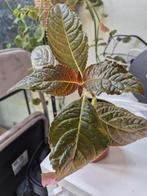 Chrysostemis pulchella - 2 plantjes Almere, Huis en Inrichting, Kamerplanten, Ophalen, Halfschaduw, Minder dan 100 cm