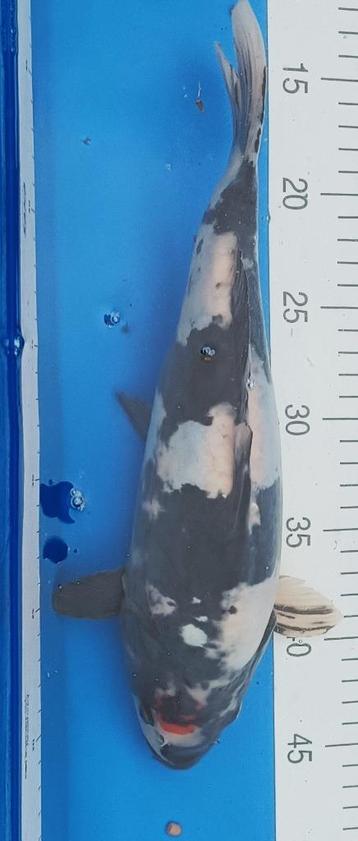 Koi te koop:Tancho Showa beschikbaar voor biedingen