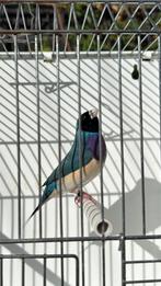 Forse Blauwe Gouldamadine man, Mannelijk, Tropenvogel