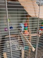 Halsband parkieten, Dieren en Toebehoren, Meerdere dieren, Parkiet, Tam