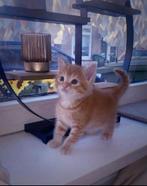 Halve britse korthaar kitten, Dieren en Toebehoren, Katten en Kittens | Overige Katten