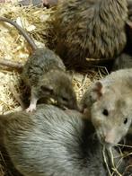 Hele mooie zuivere Rex ratjes te koop!, Juli, Meerdere dieren, Rat