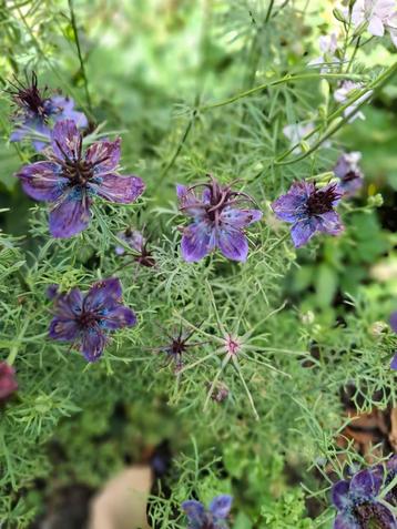 Nigella Midnight blue beschikbaar voor biedingen