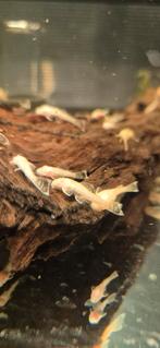 Kleine albino borstelneus ancistrus bodemkruipers te koop, Dieren en Toebehoren, Vis