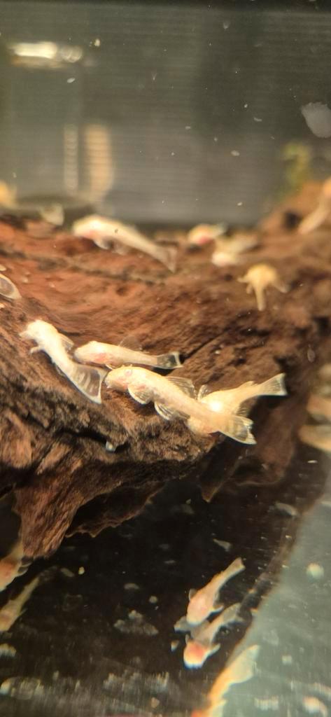 Kleine albino borstelneus ancistrus bodemkruipers te koop, Dieren en Toebehoren, Vissen | Aquariumvissen, Vis
