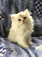 Schitterende ragdoll kittens, Dieren en Toebehoren, Katten en Kittens | Raskatten | Langhaar, Meerdere dieren, Ontwormd, 0 tot 2 jaar