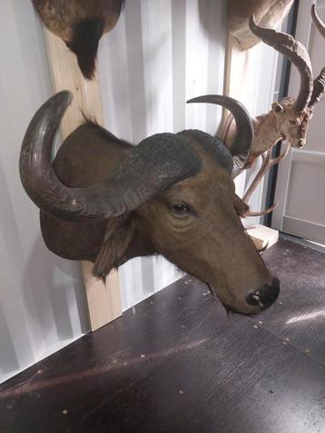 Prachtig Opgezette dieren Kafferbuffel taxidermie  beschikbaar voor biedingen