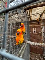 Te koop 0-1 Zonparkiet, Dieren en Toebehoren, Vogels | Parkieten en Papegaaien, Vrouwelijk, Parkiet, Tam