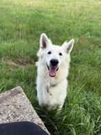 Lieve Witte herder herplaatser, Dieren en Toebehoren, Honden | Herdershonden en Veedrijvers, Nederland, Rabiës (hondsdolheid)