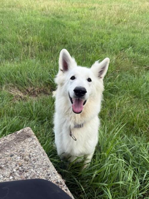 Lieve Witte herder herplaatser, Dieren en Toebehoren, Honden | Herdershonden en Veedrijvers, Teef, Herder, Fokker | Professioneel