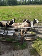 Aangeboden Ooien Goed Lezen !!, Dieren en Toebehoren, Vrouwelijk, Schaap