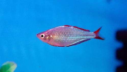 Melanotaenia Praecox - Dwergregenboogvis, Dieren en Toebehoren, Vissen | Aquariumvissen, Zoetwatervis, Vis
