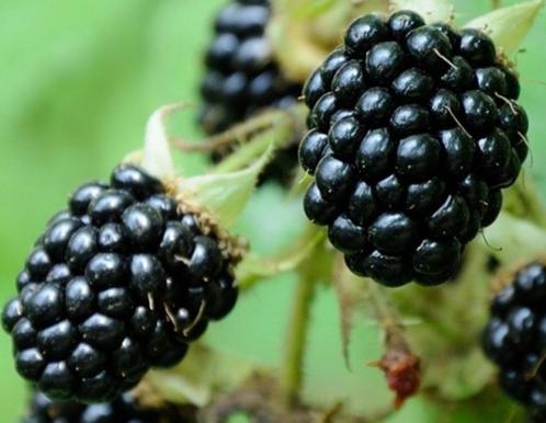 Rubus fruticosus ‘Black Satin’ | Doornloze Braam, Tuin en Terras, Planten | Tuinplanten, Vaste plant, Fruitplanten, Volle zon