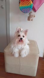 Dekreutje Mini Biewer York Terrier, Dieren en Toebehoren, België, Particulier, Reu, CDV (hondenziekte)