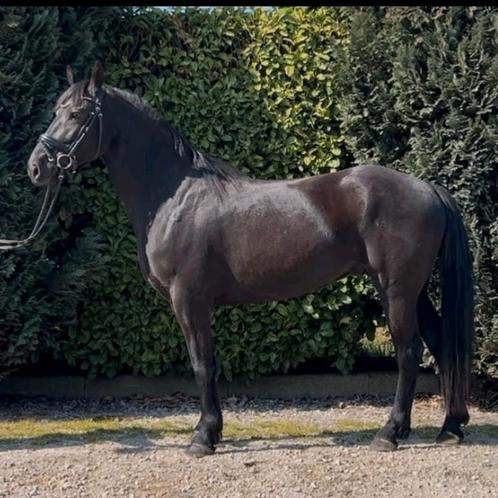 Mooie ruin. Fries x rijpaard. 4 jr. 1.65m. Gereden getuigd., Dieren en Toebehoren, Paarden, Ruin, 3 tot 6 jaar