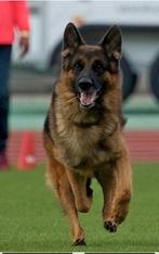 Duitse Herder Reu HD/ED &DM Vrij , IPO3/KKL, Dieren en Toebehoren, 6 jaar of ouder, Rabiës (hondsdolheid), Reu, Eén hond