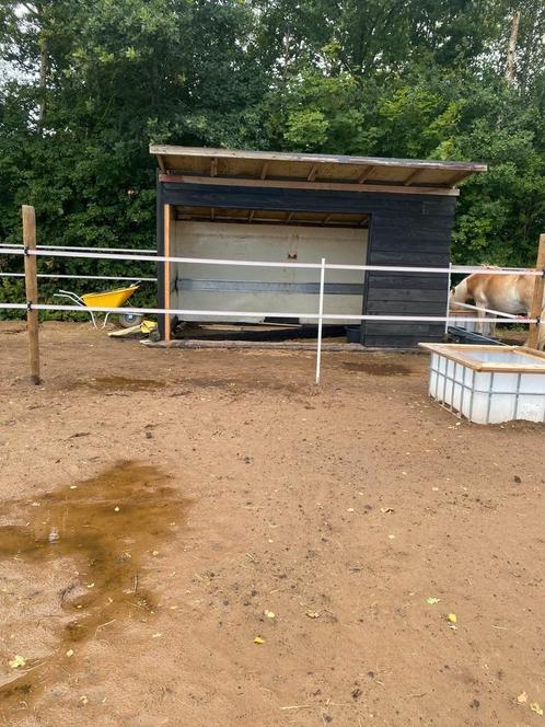 Plek vrij in Oldeholtpade, Fr voor Shetlanders, Dieren en Toebehoren, Stalling en Weidegang, Weidegang