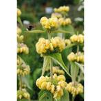 Bio zaden Brandkruid - Phlomis russeliana, Ophalen of Verzenden, Voorjaar, Volle zon, Zaad