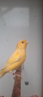 Te koop: kanarieman van 2025, Dieren en Toebehoren, Mannelijk