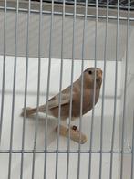 Grote Goudvinken, Dieren en Toebehoren, Meerdere dieren, Wildzangvogel, Geringd