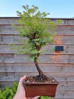 metasequoia bonsai in bonsaischaal, Tuin en Terras, Planten | Bomen, Ophalen of Verzenden, Overige soorten, Minder dan 100 cm