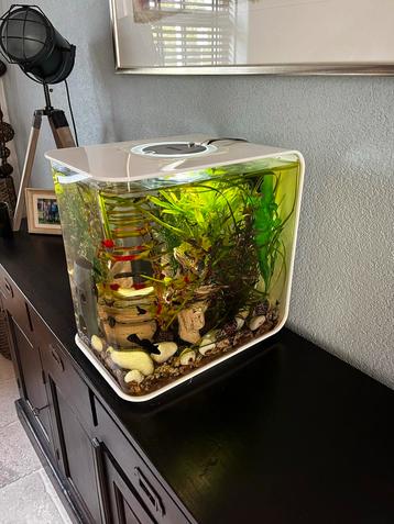 Biorb Flow 30 met vissen en alle toebehoren. beschikbaar voor biedingen