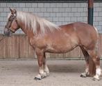 Breton merrie te koop, Dieren en Toebehoren, Paarden, Zadelmak, 7 tot 10 jaar, 160 tot 165 cm, Recreatiepaard