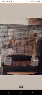 Jong koppel forpussen met kooi, Meerdere dieren, Parkiet