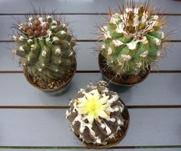 cactus - fraai Copiapoa trio beschikbaar voor biedingen
