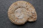 Fossiele Ammoniet, Verzamelen, Mineralen en Fossielen, Verzenden, Fossiel