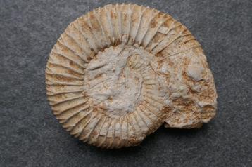 Fossiele Ammoniet beschikbaar voor biedingen