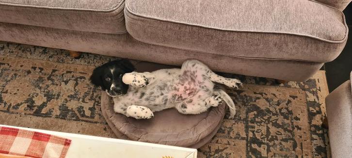 Puppy Friese Stabij Reu, 3 maanden incl. alle benodigdheden, Dieren en Toebehoren, Honden | Retrievers, Spaniëls en Waterhonden