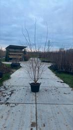 Prunus  'Autumnalis Rosea'  roze winterkers, Verzenden, Overige soorten, Lente, Volle zon