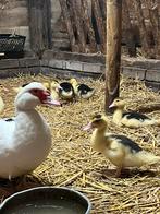 Muskuseenden, Dieren en Toebehoren, Pluimvee, Meerdere dieren, Eend