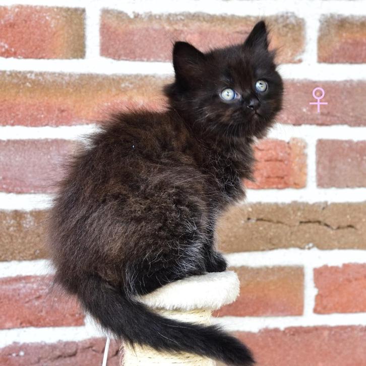 Langharig kitten, Dieren en Toebehoren, Katten en Kittens | Raskatten | Langhaar, Meerdere dieren, 0 tot 2 jaar, Gechipt, Ontwormd