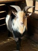 Dwerggeit bok, Dieren en Toebehoren, Schapen, Geiten en Varkens, Mannelijk, Geit