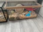 Hamster hok/kooi, Zo goed als nieuw, Ophalen, Minder dan 60 cm, Hok
