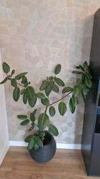 Mooie Ficus Elastica inclusief grote pot van Capi Europe, Huis en Inrichting, Ophalen, Ficus, 100 tot 150 cm, Halfschaduw