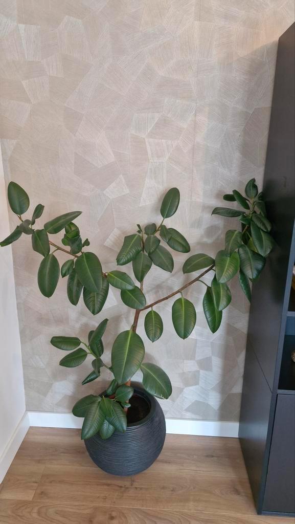 Mooie Ficus Elastica inclusief grote pot van Capi Europe, Huis en Inrichting, Kamerplanten, Ficus, 100 tot 150 cm, Bloeiende kamerplant