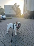 Whiskey zoekt tijdelijk liefdevol onderdak, Boeken, Dieren en Huisdieren, Ophalen of Verzenden, Honden