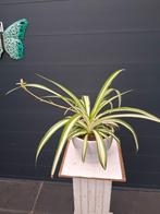 Graslelie (Chlorophytum comosum) in pot, Huis en Inrichting, Kamerplanten, Ophalen, Overige soorten, Halfschaduw, In pot