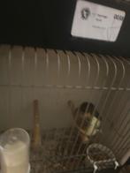 Gloster, Meerdere dieren, Postuurkanarie